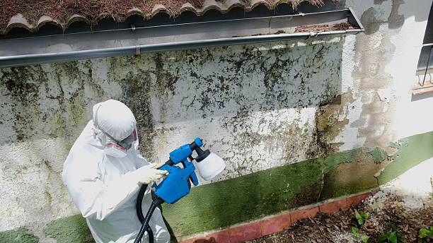 Top rated local Basement Mold Removal specialists in Frisco, CO